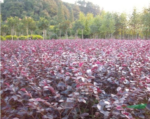 湖南地區(qū)供應紅花繼木小苗