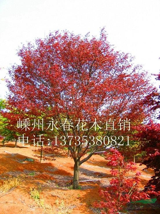 大量提供  3cm-11cm的中國紅楓，樹形飽滿，價格優(yōu)惠