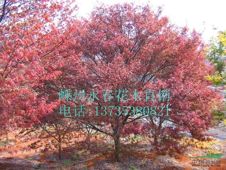 大量提供  3cm-11cm的中國紅楓，樹形飽滿，價格優(yōu)惠