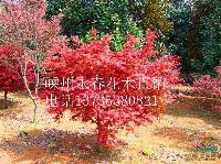 大量提供  3cm-11cm的日本紅楓，常年紅紅楓，價格優(yōu)惠