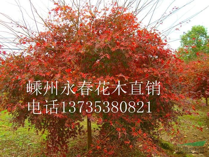 大量提供  3cm-15cm的雞爪槭，樹形飽滿，價(jià)格優(yōu)惠