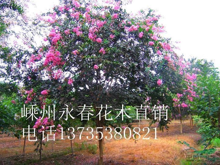 大量提供  3cm-13cm的紅花紫薇，樹形飽滿，價(jià)格優(yōu)惠