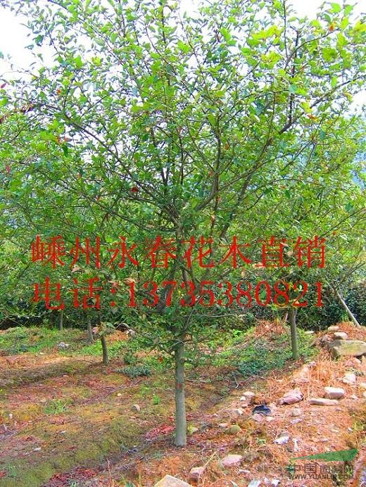大量提供  3cm-13cm的垂絲海棠，樹形飽滿，價格優(yōu)惠