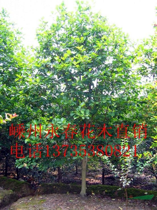 5cm-20cm的白玉蘭，紅玉蘭，白玉蘭樹形飽滿，價(jià)格優(yōu)惠