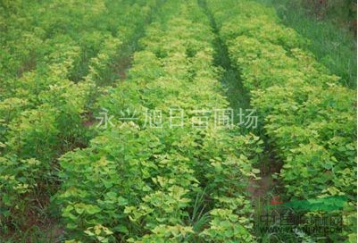 烏桕小苗供應，烏桕小苗價格，