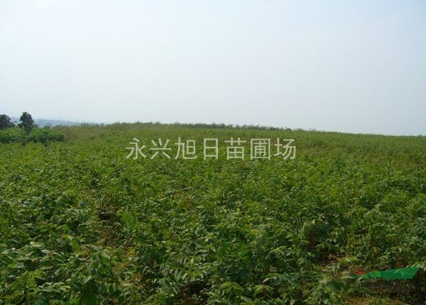 供應水杉苗/池杉苗/落羽杉苗/櫸樹苗/樸樹苗/烏桕苗/欒樹苗