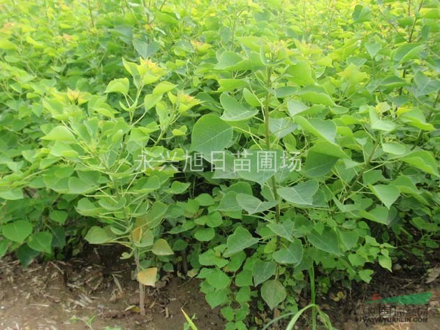 供應水杉苗/池杉苗/落羽杉苗/櫸樹苗/樸樹苗/烏桕苗/欒樹苗