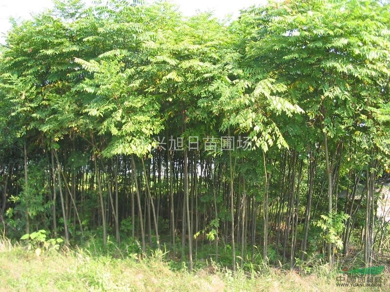 供應欒樹，欒樹價格，江蘇欒樹，欒樹行情，欒樹批發(fā)