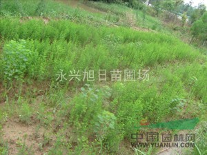 供應(yīng)水杉小苗 ，池杉小苗，小苗價(jià)格