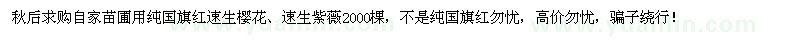 求購(gòu)當(dāng)年苗純國(guó)旗紅速生櫻花、速生紫薇小苗