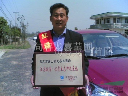 句容龍喜苗圃大量無患子6--20公分2000多畝