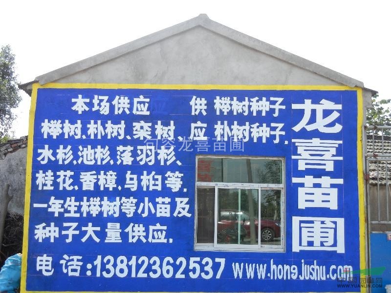 句容龍喜苗圃大量無患子6--20公分2000多畝