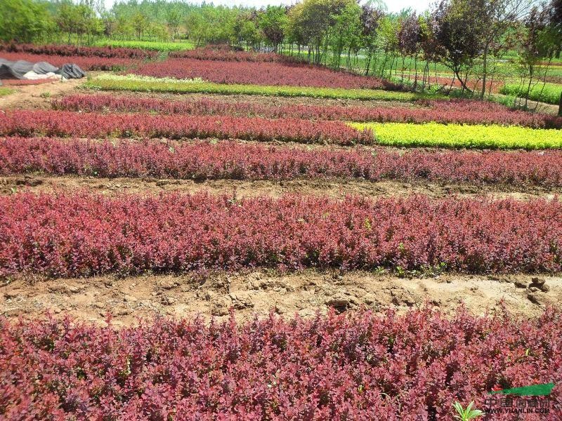 紅葉小檗、紫葉小檗苗、江蘇沭陽紅葉小檗。紅葉小檗基地