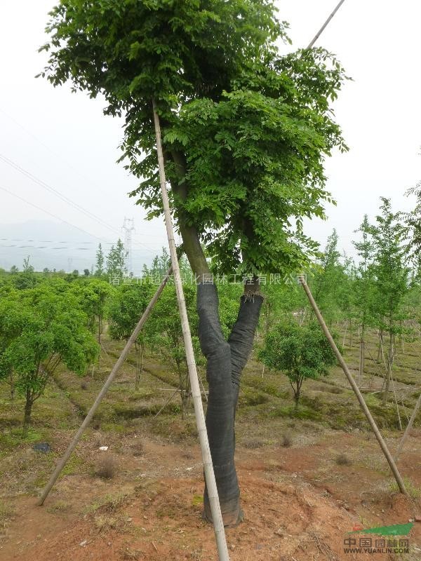 供應(yīng)大香樟