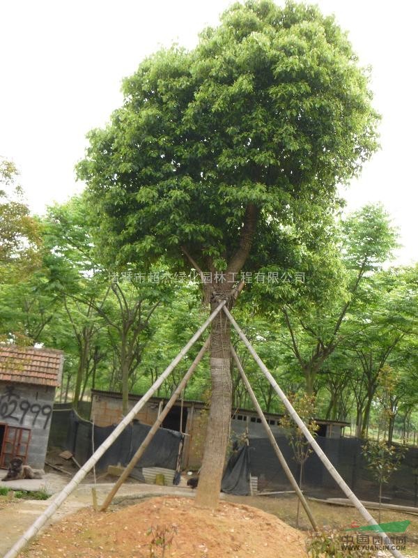 供應(yīng)大香樟