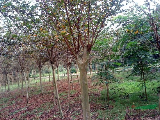 基地常年供應(yīng)：紅葉小檗、金葉女貞、國槐、垂柳、法桐等工程苗木