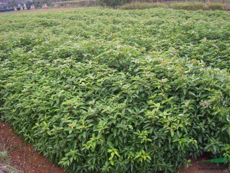 百春园林 长期供应优质香樟 香樟的报价