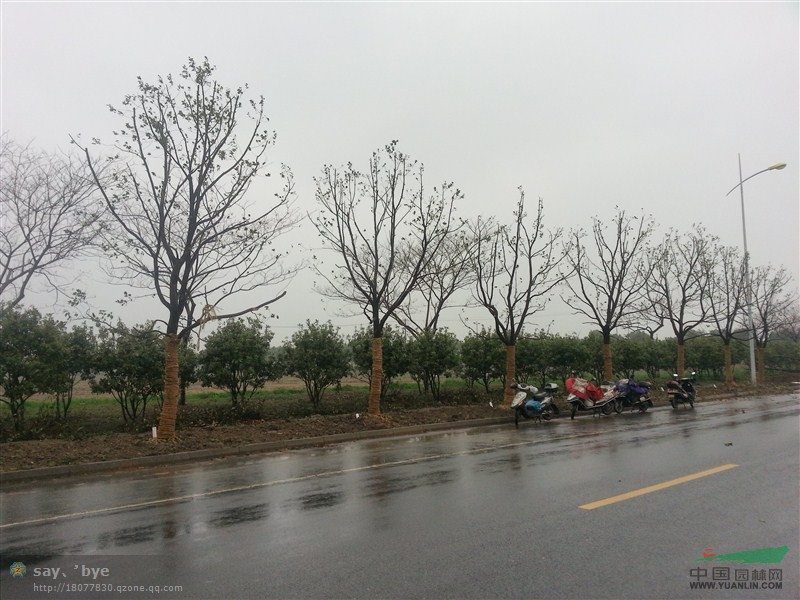 全冠香樟 12-25公分
