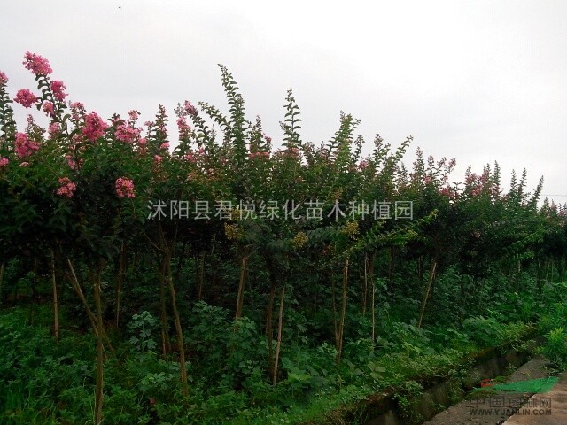 紅花紫薇