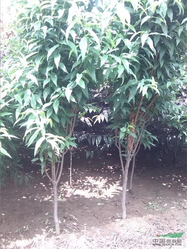 招手桃
