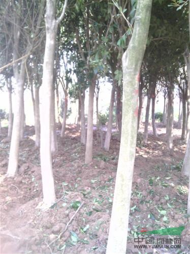 江蘇楓楊基地直銷各種規(guī)格楓楊樹(shù)