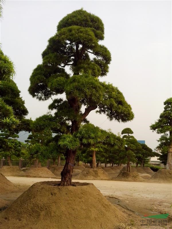 福建羅漢松/羅漢松種植園/羅漢松價(jià)格/羅漢松供應(yīng)商/