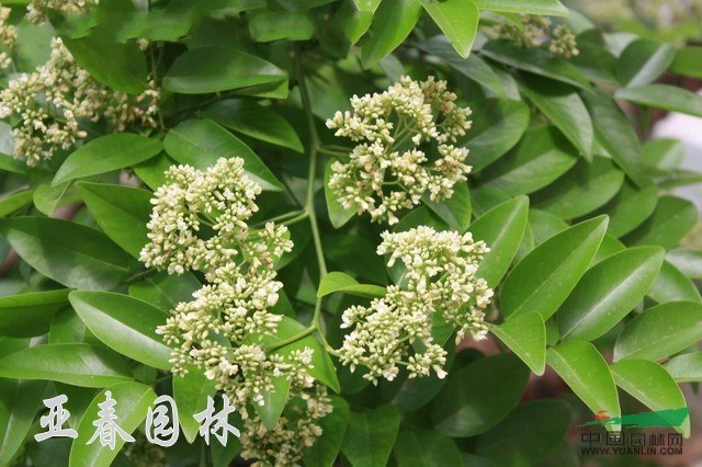 黃檀種子，黃檀，別名：檀樹，江蘇沭陽黃檀種子，檀樹基地