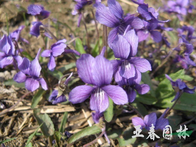 江蘇紫花地丁，紫花種子，別名：地丁草，紫花地丁，扁豆秧，小雞