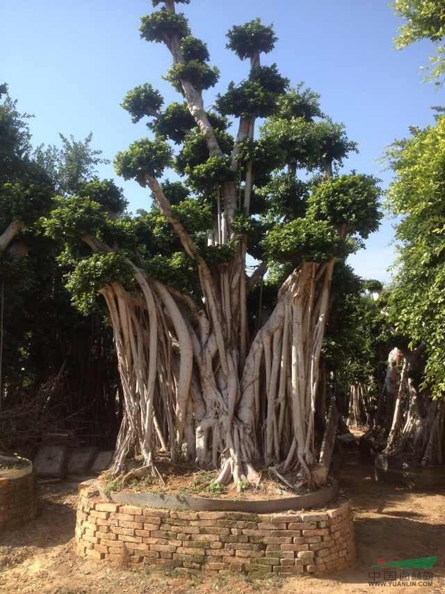 小葉榕 樁木