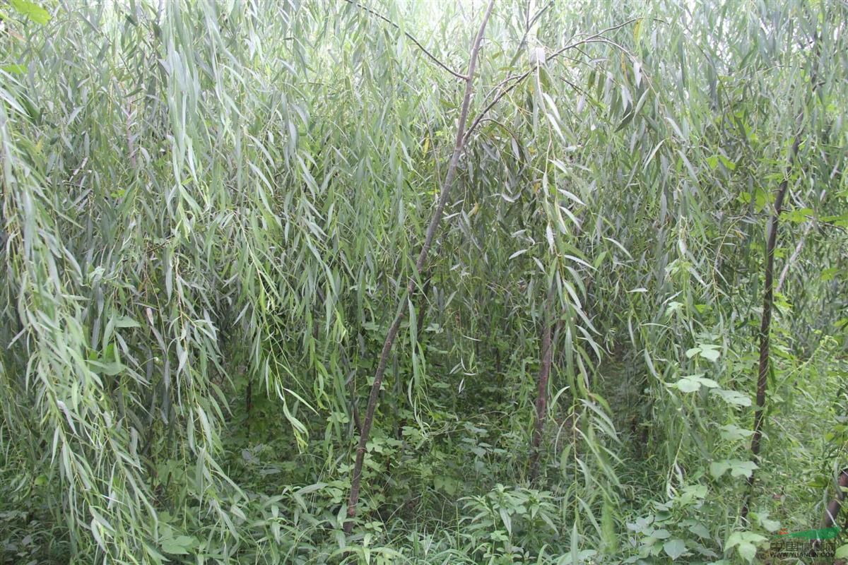 大量出售各種規(guī)格垂柳
