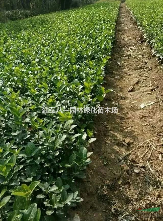 大叶黄杨报价/冬青条价格/冬青苗供应