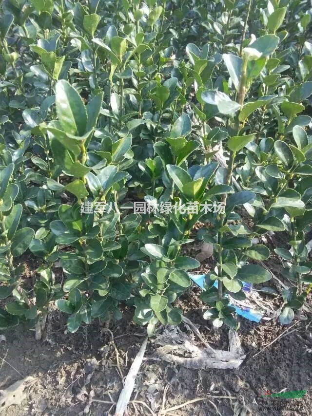 大叶黄杨报价/冬青条价格/冬青苗供应
