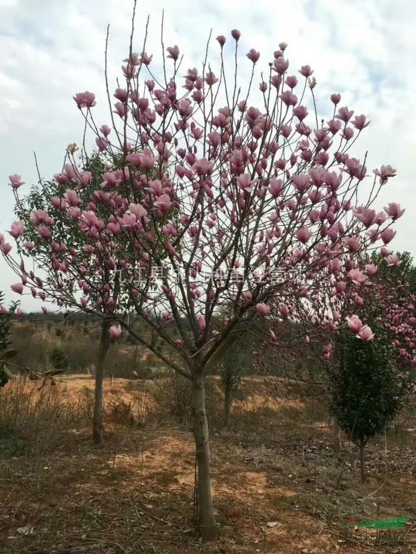 紫玉蘭基地.