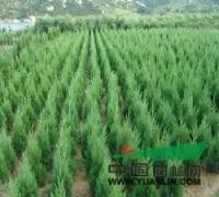 主產(chǎn)區(qū)蜀檜價格市場行情，蜀檜市場價格行情報價