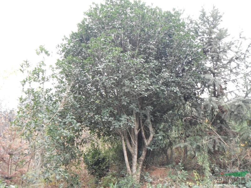 桂花樹