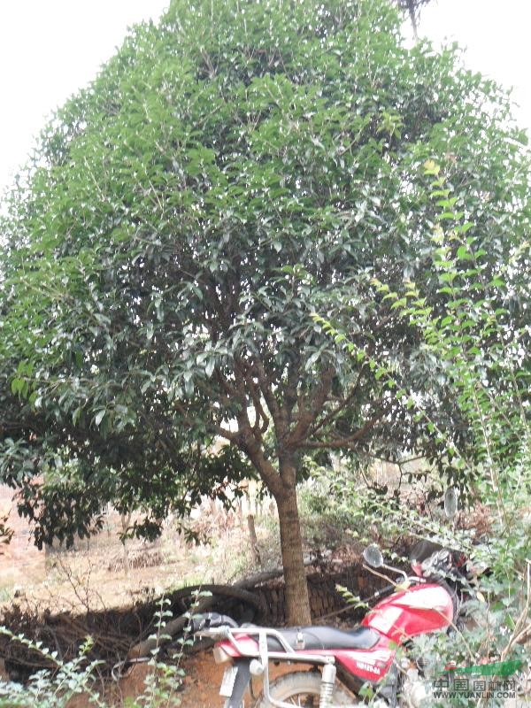 桂花樹
