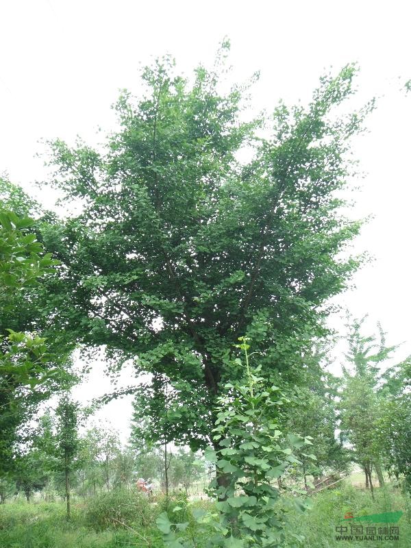 桂花樹