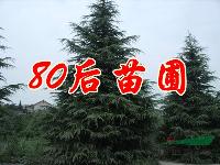 河南雪松價(jià)格，鄭州雪松價(jià)格，洛陽雪松價(jià)格