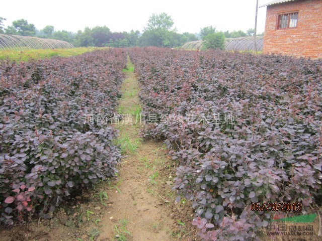 紅葉小檗產(chǎn)地、河南紅葉小檗價(jià)格、紅葉小檗小苗、紅葉小檗圖片