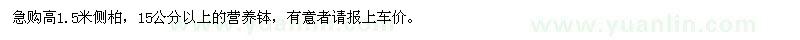 求購高1.5米側柏