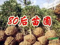 *新桂花樹價(jià)格信息資料