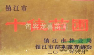 紅櫸樹8-9-10-11-12-13-14公分