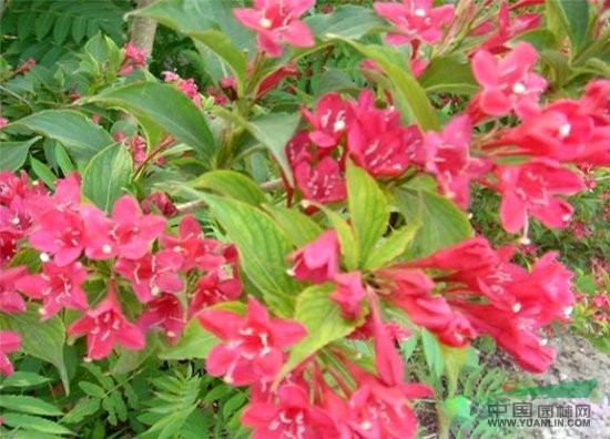 批發(fā)：紅瑞木，紅王子錦帶，桃樹，國槐等造景樹木。