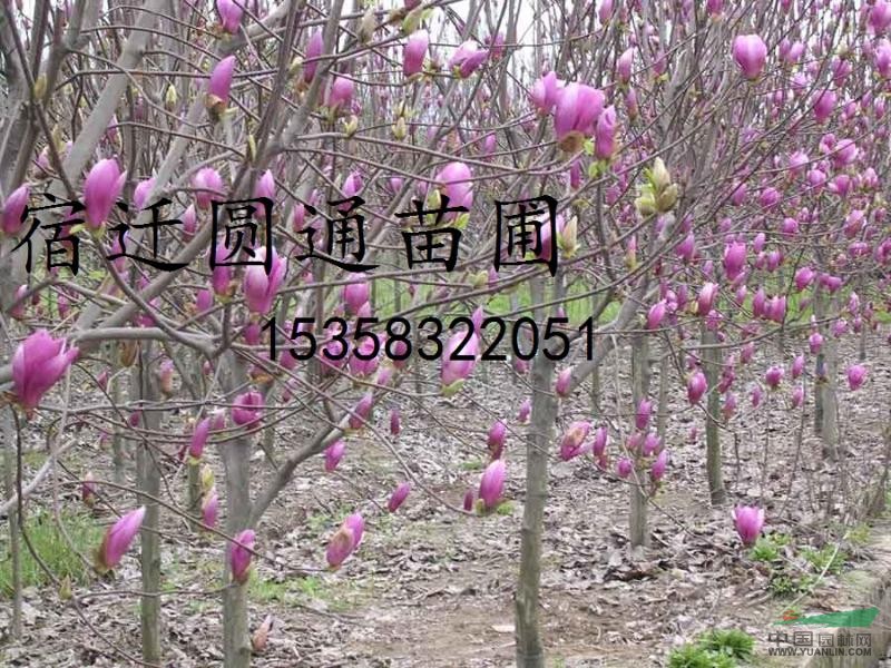 批發(fā)：紅瑞木，紅王子錦帶，桃樹，國槐等造景樹木。