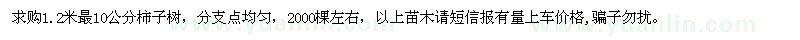 求購1.2米量10公分柿子樹