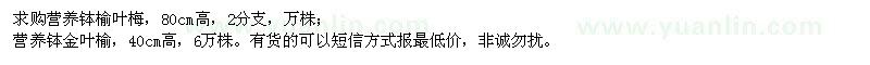 求購營養(yǎng)缽榆葉梅、金葉榆