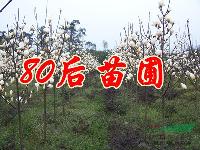 荷花玉蘭價格 白玉蘭價格