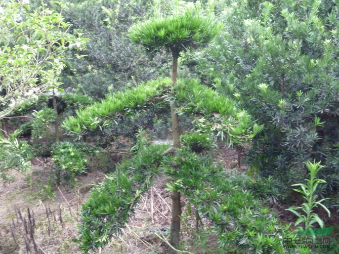 羅漢松造型苗