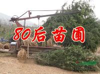 大雪松價(jià)格 小雪松價(jià)格