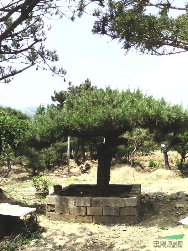 造型油松